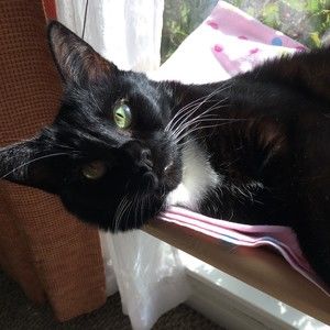 Meet your Posher, Abby